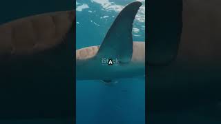 What if shark attack us trending facts science shorts seacreatures sharkworld sharklife [upl. by Enitsua]