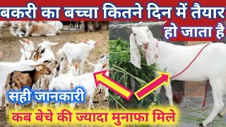 बकरी का बच्चा कितने दिन में तैयार हो जाता है  ek bakra kitne din mein taiyar hota hai vnsgoatfarm [upl. by Nadaba30]