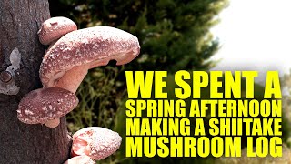 We Spent a Spring Afternoon Making a Shiitake Mushroom Log [upl. by Goldenberg]