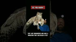 Fact About Blakistons Fish Owl [upl. by Terrill719]