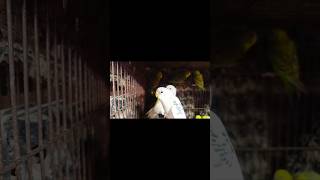 New Budgerigar Bird Collection viralvideo trending [upl. by Linehan960]