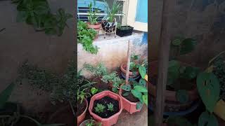 Red Amaranthus seeds updateminivlog ytshorts [upl. by Keil903]