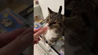 funny catlov catcare funnyshorts cat mustlovecats pets catlove catslover [upl. by Slin]