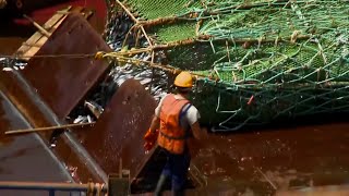 La pêche INN constitue une menace majeure pour la durabilité des ressources halieutiques selon FAO [upl. by Akcimahs]