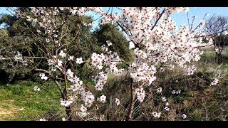 The almond Prunus dulcis syn Prunus amygdalus  El almendro Prunus dulcis Flowering and Fruits [upl. by Kinzer997]