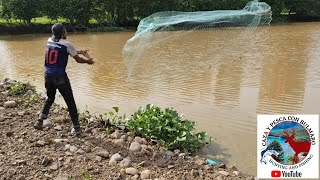 PESCA DE MOJARRAS CON ATARRAYA [upl. by Wilmar]