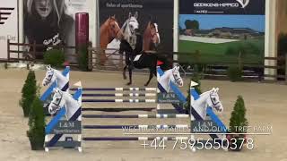 Djoko Z 2016 Stallion Dominator X Darco [upl. by Larred]