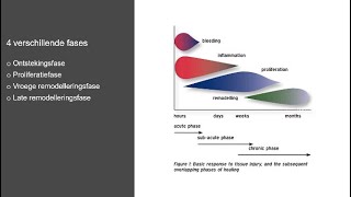 Fases van weefselherstel [upl. by Nesta]