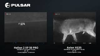 Pulsar Helion 2 XP50 Pro vs Axion 2 XG35 comparison red deer stags polite push off during rut [upl. by Nebuer384]