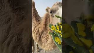 Why Do Camels Eat Cactus Easily camel animals eating cuteanimals [upl. by Coltin]