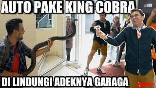 RAFFI AHMAD BAWA KECOA  AUTO LAWAN PAKE KING COBRA [upl. by Aeynod]