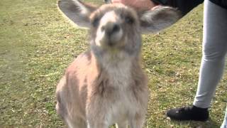 Australia Petting Wild Grey Kangaroos [upl. by Micro]