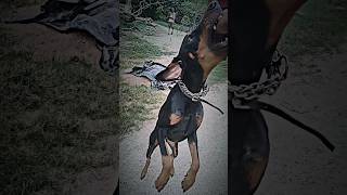 dog videodog fight videodanger dog videoDoberman picturesubscribe [upl. by Corby]