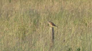 Kestrel hunting from a perch [upl. by Tyika71]