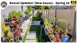 Bonsai Updates  Spring 2024 [upl. by Malvia377]