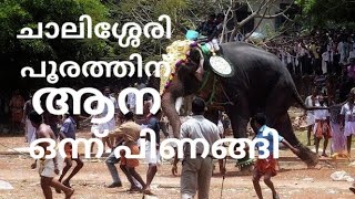 chalissery pooram 2024 ചാലിശ്ശേരി പൂരത്തിന് ആന ഒന്ന് പിണങ്ങി chalisserypooram2024 pooram2024 [upl. by Kornher106]