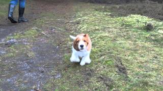 9 weeks old Welsh Springer Spaniel puppy [upl. by Eelarat]