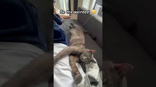 Sammy’s daily affirmation 😸 cat cute funny catvideos shorts [upl. by Behl251]