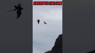 peregrine falcon Vs bald eagle trending animals birds peregrinefalcon falcon eagle baldeagle [upl. by Libenson]