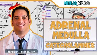 Endocrinology  Adrenal Medulla  Catecholamines [upl. by Chatterjee205]