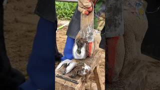 Horse hoof repair amp Cutting horseshoes repair hoof horseshoes cutting [upl. by Rapsac559]