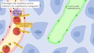 1ST2S  Echanges de matière entre cellules et capillaires sanguins [upl. by Elyad]