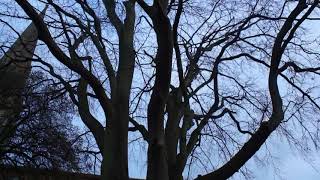 Copper Beech Fagus sylvatica f purpurea  tree  January 2018 [upl. by Enorej]