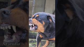 Angry dog barking at people rottweiler angrypuppy dogsound waterfall angrypets [upl. by Airdnna]