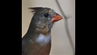 Leucistic Northern cardinal quot Lucyquot [upl. by Canon]