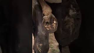 tiktok viral foryou farrier farrierlife farriersoftiktok horse hoof hoofcare satisfying [upl. by Ycak1]