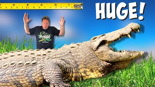 I Found The Worlds Biggest Nile Crocodile [upl. by Eeb]