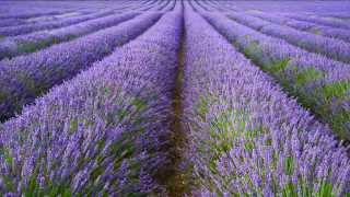 A focus on English Lavender All you need to know about Lavandula angustifolia [upl. by Joanie]