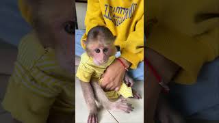 Monkey playfully grabs food from human [upl. by Belmonte]