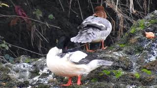 Harle bièvre  Common Merganser [upl. by Imorej]