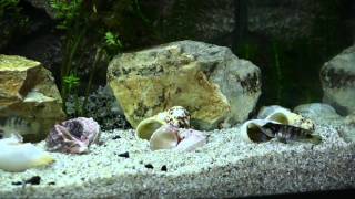 Pearly Ocellatus Spawning african shell dweller cichlid [upl. by Accissej957]