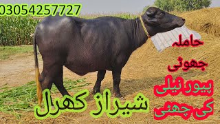 watch piure Nili Ravi buffalo for sale sheraz Kharal [upl. by Kee]