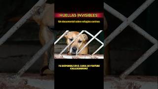 Mira el documental completo en nuestro Canal de YT documental perritos perroscallejeros perros [upl. by Neva]