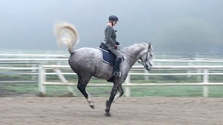 Traversale vorbereiten u lernen  Jungpferd im Reittraining bei Ariane Telgen [upl. by Egiedan]