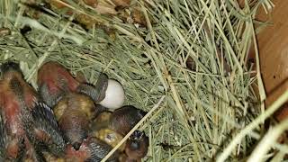 Gouldian Finches 1ST CLUTCH OF THE YEAR [upl. by Soracco]