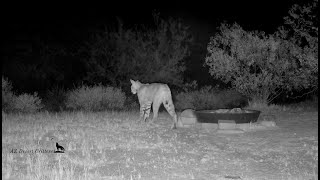 Bobcat chases coyote [upl. by Landmeier327]