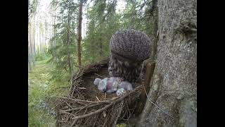 Great Grey Owl family idyll 2014 [upl. by Dail]