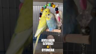 Kuşların en sevdiği oyuncaklar oyuncak [upl. by Ashla46]