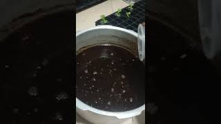 Adding calcium nitrate on sterilized cocopeat domengrows hydroponics [upl. by Aubrey]