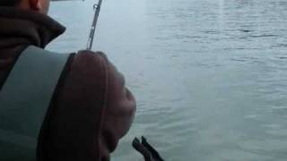 Fish Jumping Giant Fraser River White Sturgeon [upl. by Deaner]