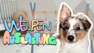 So lastet Ihr Euren Welpen aus  Auslastung Hund  Hundetraining  Australian Shepherd [upl. by Leidba]