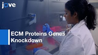 ECM Proteins Genes Knockdown in C2C12 Myoblast Cell Line by shRNA  Protocol Preview [upl. by Frohman572]