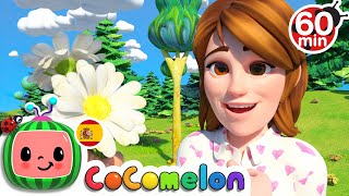 CoComelon en Español  Lilas Margaritas  Compilación de Canciones Infantiles [upl. by Longfellow]