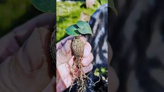 Dioscorea elephantipes 🌱 fromseed gardeninglife houseplantsplantcommunity greenhouse garden [upl. by Acinom]