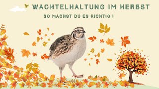 Wachtelhaltung im Herbst  so machst du es richtig [upl. by Berfield107]