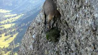 Steinbock auf dem Speer Kletterweg [upl. by Tinor]